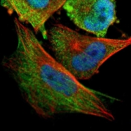 NBP1-89658 - RPA1