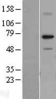 NBL1-15488 - RPA70 Lysate