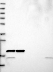 NBP1-80812 - RPL26L1