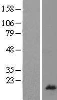 NBL1-15518 - RPL26L1 Lysate