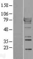 NBL1-15570 - RSK1 Lysate