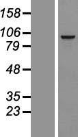 NBL1-15599 - RSPH10B Lysate