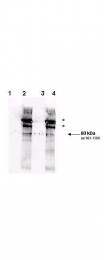 NBP1-77981 - RAD9A