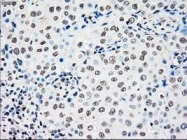 NBP1-47946 - RAD9A