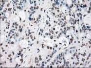 NBP1-47946 - RAD9A