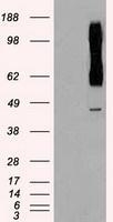 NBP1-47946 - RAD9A