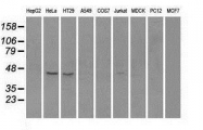 NBP1-47946 - RAD9A