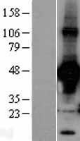 NBL1-15123 - Rad9 Lysate