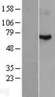 NBL1-15261 - Radixin Lysate