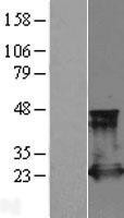 NBL1-15148 - Rap2A Lysate