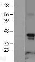 NBL1-15154 - Rapsyn Lysate