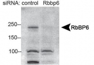 NBP1-49535 - RBBP6 / RBQ1