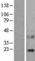 NBL1-15273 - Reg3a Lysate
