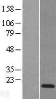 NBL1-15274 - Reg3a Lysate