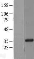 NBL1-15317 - Regucalcin Lysate