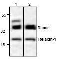 NBP1-45836 - Relaxin 1 / RLN1