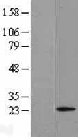 NBL1-15385 - Relaxin 1 Lysate