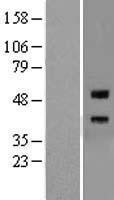NBL1-15315 - Repulsive Guidance Molecule A Lysate
