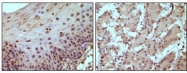 NBP1-51527 - Retinoblastoma-associated protein / RB1