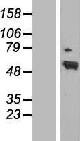 NBL1-15156 - Retinoic Acid Receptor alpha Lysate