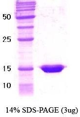 NBC1-18416 - RXR-alpha / RXRA