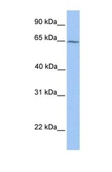NBP1-52812 - RXR-beta / RXRB