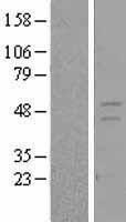 NBL1-15643 - Retinoid X Receptor gamma Lysate