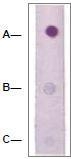 NBP1-74684 - RhoA