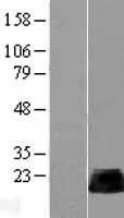NBL1-15350 - RHOB Lysate