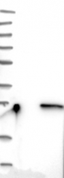NBP1-88833 - RhoD