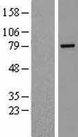 NBL1-15364 - Rhophilin 2 Lysate