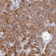 NBP1-87804 - RNASE1
