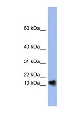 NBP1-69257 - RNASE1