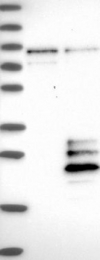 NBP1-87804 - RNASE1