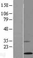 NBL1-15391 - Ribonuclease A Lysate