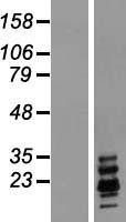 NBL1-15392 - Ribonuclease A Lysate