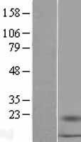NBL1-15653 - S100A16 Lysate