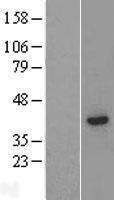 NBL1-15725 - SCD5 Lysate
