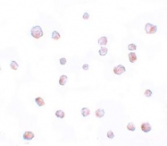 NBP1-77188 - Secernin-2 (SCRN2)