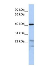 NBP1-56896 - Secernin-2 (SCRN2)