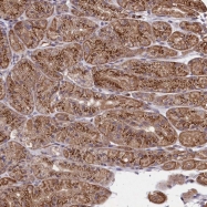 NBP1-81550 - SEC24C