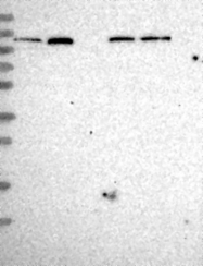 NBP1-81549 - SEC24C
