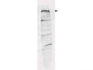 NBP1-77990 - ATAD5