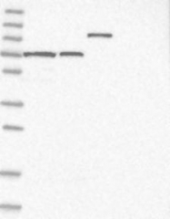 NBP1-86585 - SLC12A8