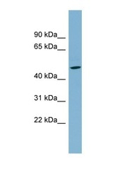 NBP1-59557 - SLC25A24 / SCAMC1