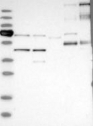NBP1-89049 - SLC25A24 / SCAMC1