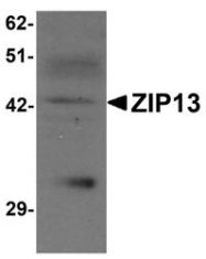 NBP1-76509 - Zinc transporter ZIP13 / SLC39A13