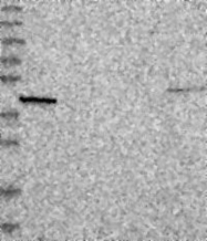 NBP1-90664 - NHEDC1