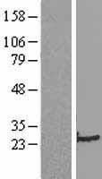 NBL1-16691 - SM22 alpha Lysate