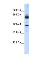 NBP1-54604 - KPNA1 / Importin alpha-1